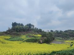 -芦沟竹海