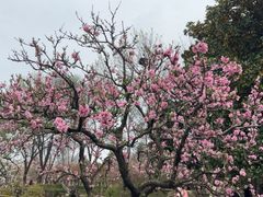 -洛阳市隋唐城遗址植物园