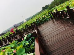 -荷塘月色湿地公园·向阳花洲