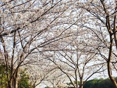 -高东镇樱花园