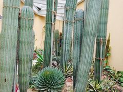 -正佳雨林生态植物园