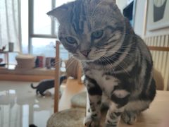 -Catmate·猫肥家润(金润铂宫店)