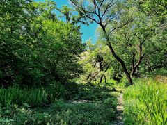 -白水寺森林公园