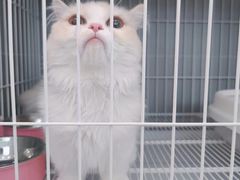 -翊宠yipet猫狗购宠庄园犬舍•猫舍