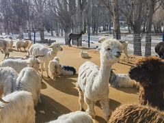 -新疆天山野生动物园