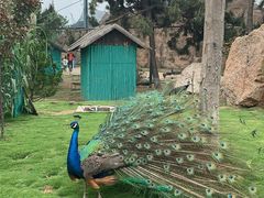 -西霞口神雕山野生动物世界