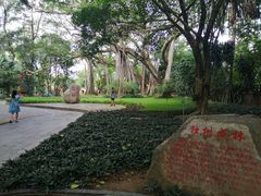 -瑞丽独树成林风景区