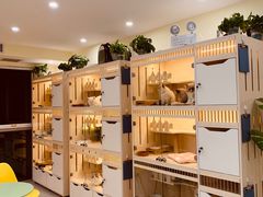 -柚子猫舍·精品猫舍购猫·猫咪认养·购宠·宠物店