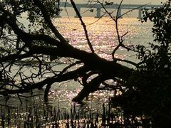 -宝安西湾红树林湿地公园