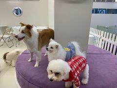 -怪兽屋·羊驼·猫咖·狗咖(俊华广场店)