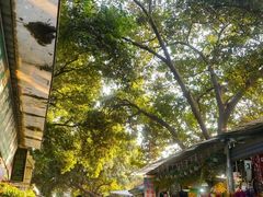 -桂林市花鸟市场