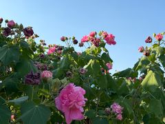 -广西壮族自治区药用植物园