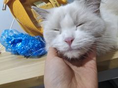 -松果猫咖(桐乡吾悦金街店)