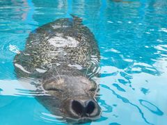 -海合安成都极地海洋公园