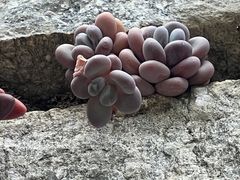 -寂照庵