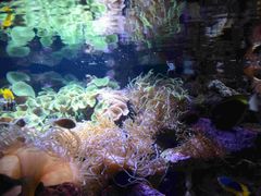 -悉尼海洋生物水族馆