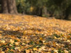 -上海共青森林公园