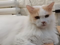 -平行世界·猫咖(首经贸店)