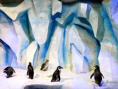 -皇家极地海洋世界-售票处