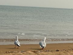 -天津东疆湾沙滩景区