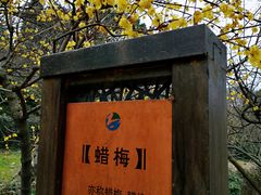 -香雪海