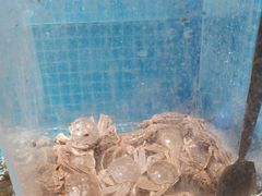 -曼格活海鲜·牛排自助(光明蓝鲸店)