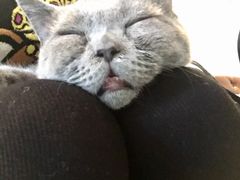 -共舞时光猫咖·狗咖(新街口店)