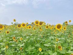 -杭州湾海上花田景区