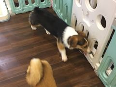 -柯斗斗主题餐厅·狗咖·围炉煮茶·茶饮(国瑞升平里店)