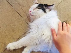 -猫咖时代(中山亭店)