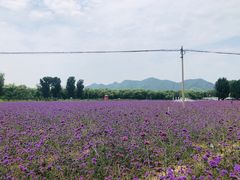 -北京东方普罗旺斯薰衣草庄园