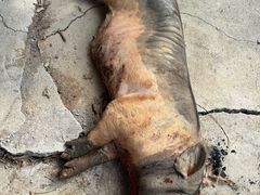 -一品烧农庄·佛山本地特色菜