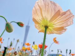 -二沙岛艺术公园