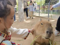 -西霞口神雕山野生动物世界