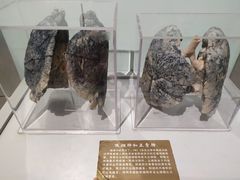 -陕西自然博物馆