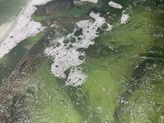 -港升鱼师傅·中山脆肉鲩
