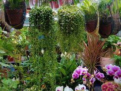 -花鸟鱼虫鲜花绿植市场(玉泉路店)