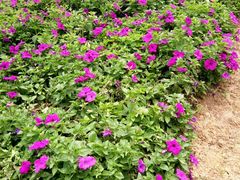 -松山湖梦幻百花洲