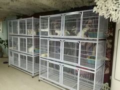 -喵百万·布偶·蓝金金渐层英短·猫舍(百子湾店)