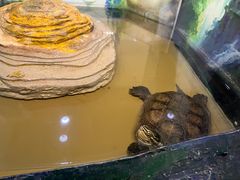 -上海大自然野生昆虫馆(东方明珠·爬宠昆虫探索中心)