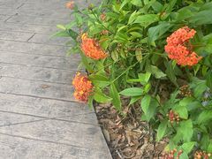 -新加坡飞禽公园