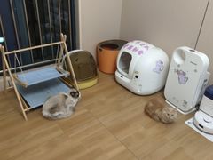 -唐小姐の私宠·宠物洗护美容·撸猫馆·购宠(周浦万达旗舰店)