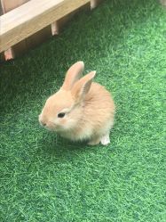 -萌宠亲子动物乐园(槐房万达店)