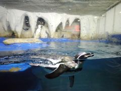 -太平洋海底世界