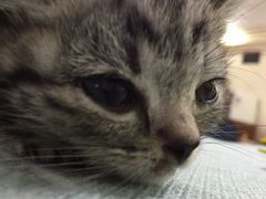-鼓捣猫呢主题猫咖店