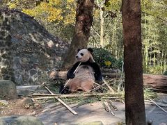 -都江堰中华大熊猫苑