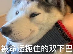 -Husky Go! 哈士奇体验馆·宠物咖啡厅狗咖