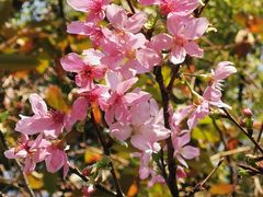-桃花涧