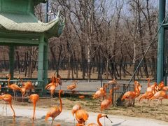 -秦皇岛野生动物园