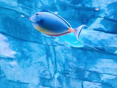 -欢乐海岸海洋奇梦馆